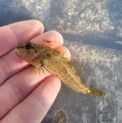 Scalyhead Sculpin thumbnail 4
