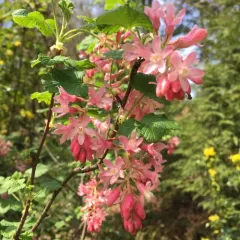 Red-flowering Currant thumbnail 4