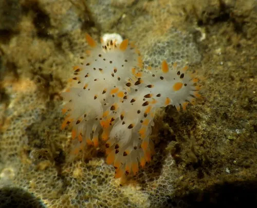 Rabbit Dorid