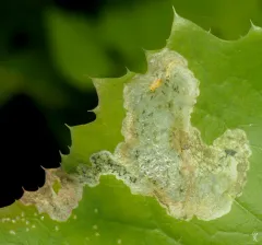 Nemorimyza maculosa thumbnail 4