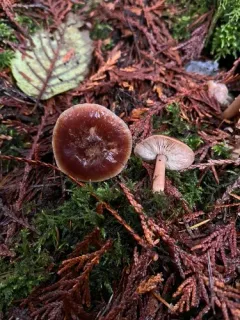 Rhodocollybia badiialba thumbnail 3