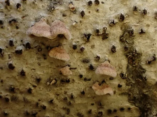 poplar bells