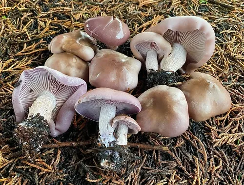 Clitocybe violaceifolia
