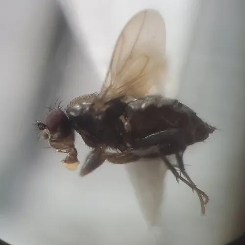 Pteremis wirthi