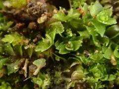 Large Cut Notchwort thumbnail 3