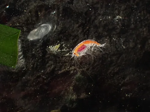 Cyphocaris challengeri