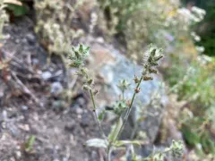 Torrey's Cryptantha thumbnail 3