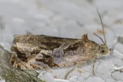 Olethreutes trepidulum thumbnail 4