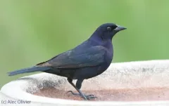 Shiny Cowbird thumbnail 2