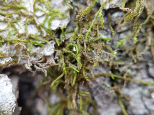 Lindberg's Maple-moss