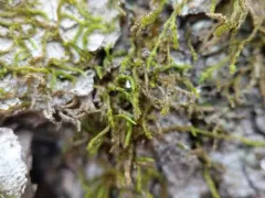 Lindberg's Maple-moss thumbnail 1