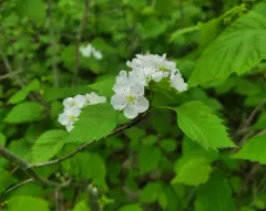 Big-fruit Hawthorn thumbnail 2