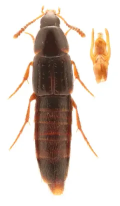 Mycetoporus consors thumbnail 2