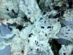 Hooded Ribbon Lichen thumbnail 3
