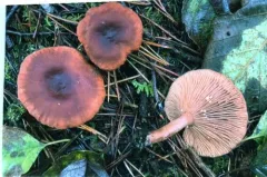 Lactarius sphagneti thumbnail 1