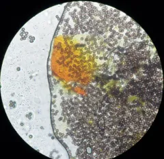Willkommlangea reticulata thumbnail 4