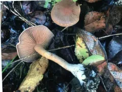 Cortinarius caninus thumbnail 2
