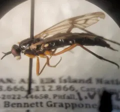 Xylophagus reflectens thumbnail 2