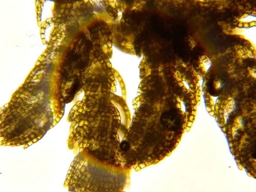 Bristly Fingerwort