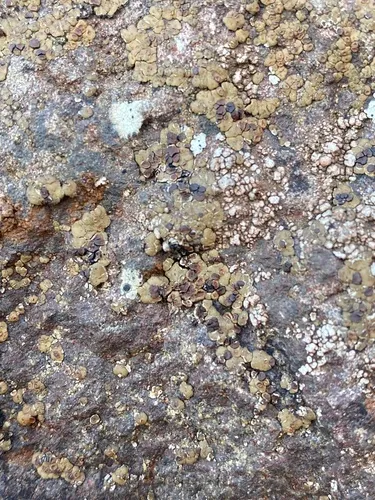 Acarospora badiofusca