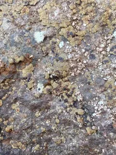 Acarospora badiofusca thumbnail 1