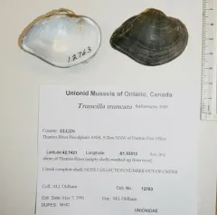 Deertoe Mussel thumbnail 2