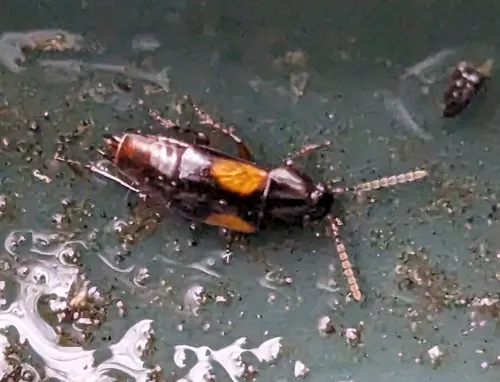 Tachinus subterraneus