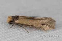 Curved-lined Homostinea Moth thumbnail 4