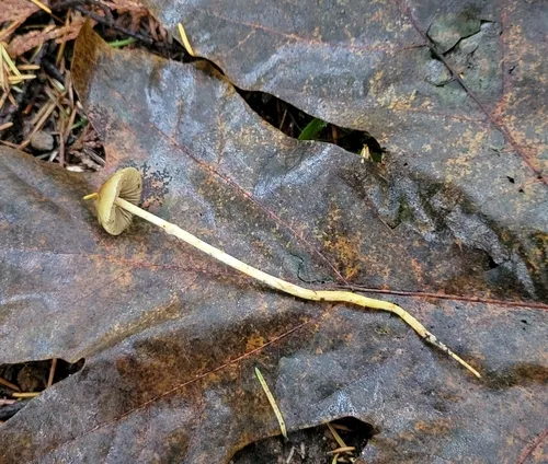 Stropharia semigloboides