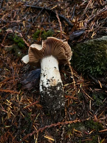 Cortinarius fructuodorus