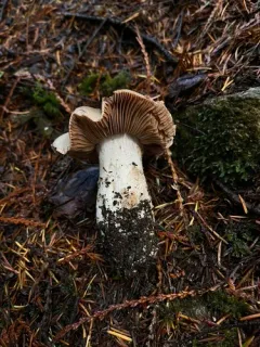 Cortinarius fructuodorus thumbnail 1