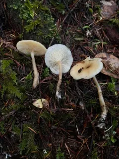 Clitocybe thujana thumbnail 1