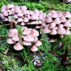 Cluster Cap thumbnail 1