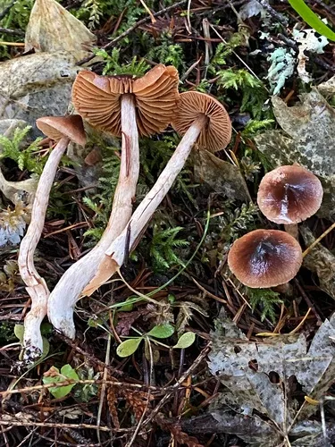 Cortinarius badiovinaceus