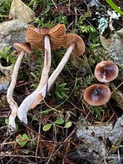 Cortinarius badiovinaceus thumbnail 1