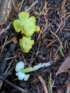 Lime-Green Waxy Cap thumbnail 2