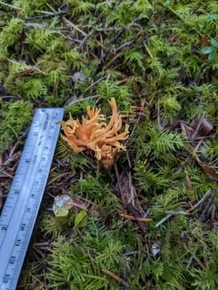 Ramaria leptoformosa thumbnail 4
