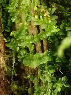 Pale Liverwort thumbnail 2