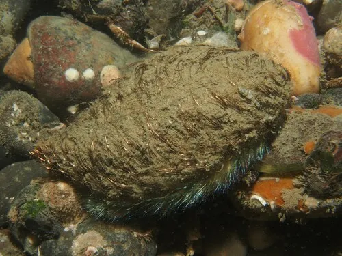Disheveled Sea Mouse