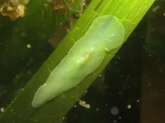 Triplana viridis thumbnail 2