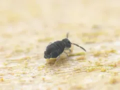 Sminthurinus lawrencei thumbnail 4