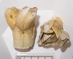 Chirona hameri thumbnail 3