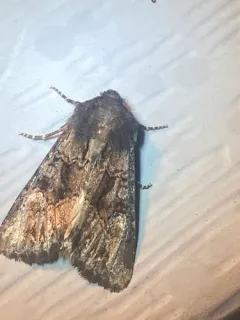 Burgess' Apamea Moth thumbnail 3