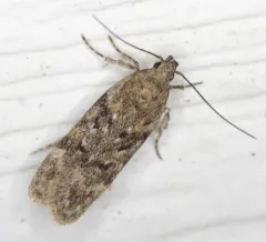 Boxelder Leafworm Moth thumbnail 3