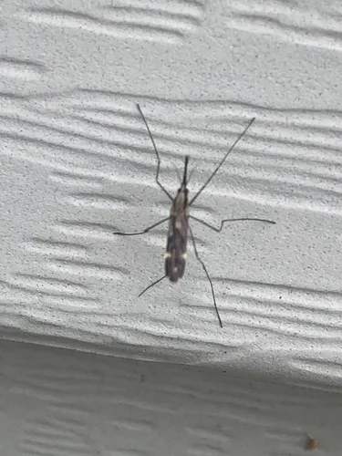 Anopheles perplexens