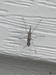 Anopheles perplexens thumbnail 1