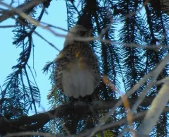 Fieldfare thumbnail 3