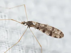 Dicranophragma angustulum thumbnail 2