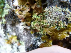 Tremella cladoniae thumbnail 2