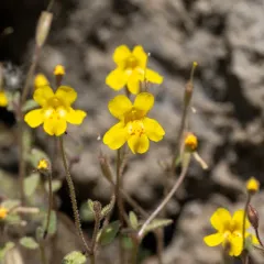 Washington monkeyflower thumbnail 3